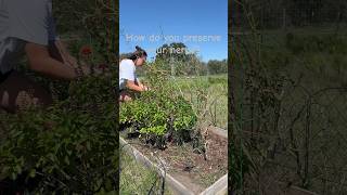 Harvesting the rest of my Basil recipe youtubeshorts [upl. by Drogin]