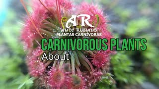 What happens with the carnivorous plants  Andy Rubiano™ ft CarnivorousplantsOrg1972 [upl. by Yauqram272]