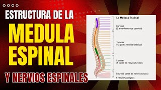 ✔RESUMEN DE LA ESTRUCTURA DE LA MEDULA ESPINAL Y NERVIOS ESPINALES  ANATOMIA👌 [upl. by Ahsito]