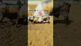 Yadav Ji Vs Thakur Ji youtubeshort bhojpuri shorts shortsfeed tuntunyadav trending [upl. by Lefton]