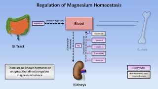 Magnesium Disorders [upl. by Ardnua]