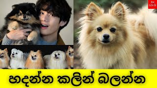 Pomeranian Dog Sinhala  Pomeranian Price Sri Lanaka Everything about Pomeranian sinhala Petlifelk [upl. by Wohlert]