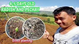 RADISH AND PECHAY FARMING  DIRECT PLANTING [upl. by Ylrebmit]