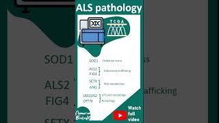 ALS  Amyotrophic lateral sclerosis  pathology and diagnosis  USMLE  1 minute pathology [upl. by Kandy916]