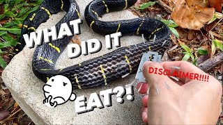 Dissecting a Roadkill Snake to see What it Ate  DISCLAIMER 🚫 Dont watch if squeamish 🙅🏻‍♂️ [upl. by Venator476]