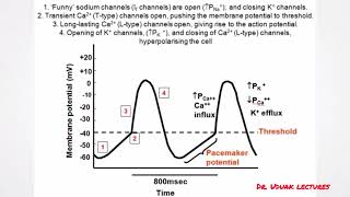 Pacemaker potential [upl. by Ecirad]