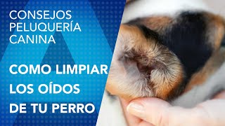 Como limpiar los oídos a tu perro de la manera correcta [upl. by Kcirrad709]