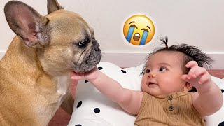 Cutest Dog And Baby Moments Dog Adopts Baby As Her Own [upl. by Beacham]