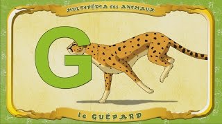 Multipédia des animaux  La lettre G  le Guépard [upl. by Eibob474]