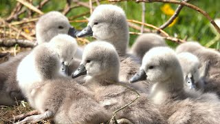 Mute Swan Cygnets [upl. by Jessalyn259]