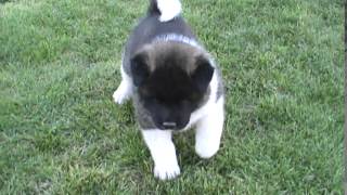 AKC Akita Puppies [upl. by Bluefarb69]