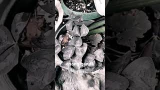 plantita flowers nature garden satisfying shortvideo youtube [upl. by Oicneconi]