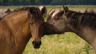 Pferde verstehen  Donnerstag 6 August  Ausschnitt einer NZZ Format Sendung [upl. by Dace]