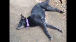 Epilepsia canina en tiempo real [upl. by Lux313]