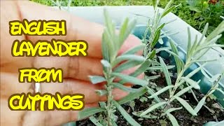 Growing Lavender from cuttingsNo Rooting Solution [upl. by Anialad]