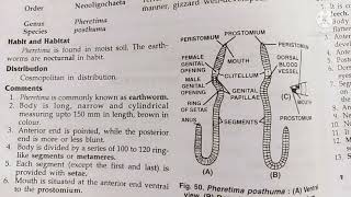 pheretimaearthworm classificatioand comments zoology practical bsc1comments on pheretima [upl. by Anihsit]