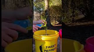 Overwinter pepper plants indoors [upl. by Swayder455]