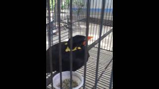 The most wonderful bird Mynah Talking Clearly in Bangla [upl. by Anilat55]