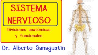 SISTEMA NERVIOSO explicado FÁCIL anatomía y fisiología [upl. by Aneri]