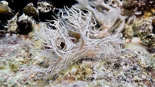 Ghost nudibranch Melibe colemani signature in Romblon  Philippines  July 2024  4K60fps  long [upl. by Ardien]