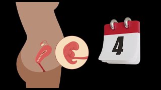 Embryologie 🤰  La 4 ère semaine du développement embryonnaire ♡ Résumé simple [upl. by Morel32]