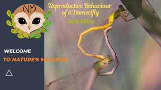 Fascinating Mating Rituals of Damselflies youtubevideo damselfly insects insectbehavior insect [upl. by Eetnwahs]