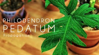 Philodendron Pedatum  Cut amp Propagation [upl. by Idette]