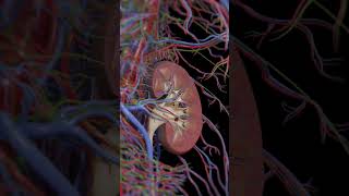 Explore Kidney Structure Internal View Animation  Biology Insights biologyanatomy biology [upl. by Mazurek]