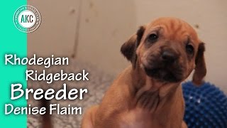 Rhodesian Ridgeback Breeder  Denise Flaim [upl. by Kern]