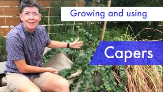 Growing preserving and cooking with capers and caperberries [upl. by Laamaj]