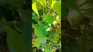 👆👆Cotton king 👑 Royal farmer farm 1000subscriber farmer viralshort viralvideo royalfarmer [upl. by Bria390]