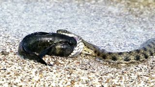 Water snake catches a catfish [upl. by Petronia]