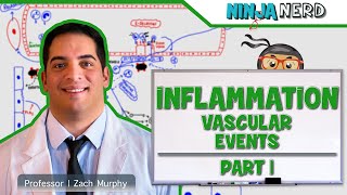 Immunology  Inflammation Vascular Events Part 1 [upl. by Lexerd343]