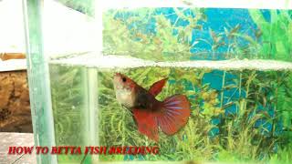 Can a Female Betta Laying Eggs Without Male [upl. by Eadrahs]