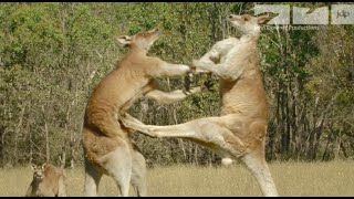 KANGAROO FIGHT [upl. by Salangia691]