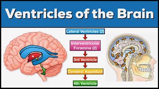 Ventricles of the Brain Anatomy and Cerebrospinal Fluid CSF Circulation [upl. by Ibor]