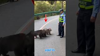 These monkeys starts Bullying the Policeman [upl. by Legin130]