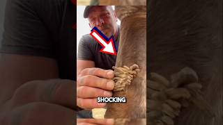 Extremely satisfying horse chestnut removal 😱 shorts oddlysatisfying [upl. by Elaval]