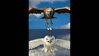 Snow owl vs Vultures vs  eagle falcon crow owl seagull Duck toucan bird Macow pigeon [upl. by Arnold]