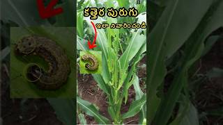 మొక్కజొన్నలో కత్తెరపురుగు 😢 fallarmyworm control maize agriculture [upl. by Milan]