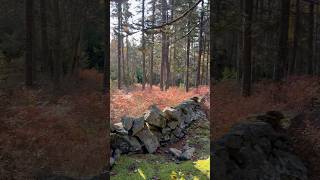 stonewall island forest maine downeast [upl. by Ynatterb]