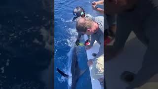 Blue marlin quepos fish adventure pelagicgirlbluemarlinfish fisherwomanquepos fish adventures [upl. by William667]