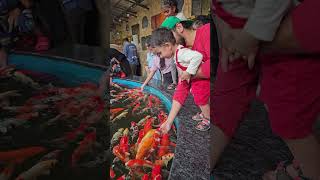 Pet station kannur koi karp feeding time cute cutebaby papa ytshorts youtubeshorts [upl. by Noreht466]