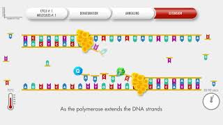 Animated PCR Real Time qPCR procedure [upl. by Ahsienauq24]