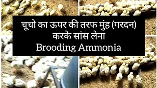 Brooding Ammonia पोल्ट्री फार्म मे अमोनिया गैस बढ़ने से कैसे रोके by Sunny Poultry [upl. by Hirz319]