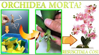 METTI UN ORCHIDEA IN UNA SPUGNA E GUARDA COSA SUCCEDE TRUCCO SEMPLICE E GENIALE PER FARLE RIGENERARE [upl. by Holly-Anne]