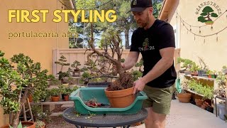 Portulacaria Afra dwarf jade PreBonsai First Styling [upl. by Islaen]