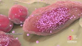 Bone cells and bone formation [upl. by Philbert]