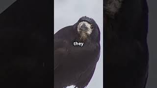 Crows Smarter Than You Think CleverCrows BirdIntelligence WildlifeShorts SmartAnimals [upl. by Alaik]