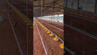 Automatic Feeders for Broilers Farm [upl. by Aened]